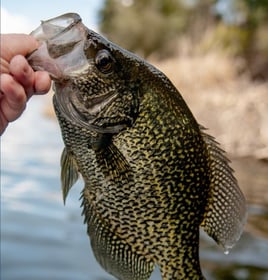 Crappie Fishing Trip