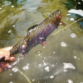 Fly Fishing the North Fork and White River