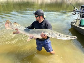 Bank Alligator Gar