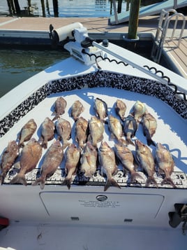 4 hour trip inshore