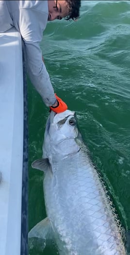 4-8 Hour Trip – Tarpon