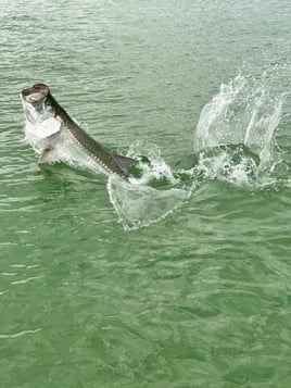 4-8 Hour Trip – Tarpon