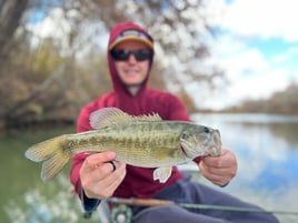 Fly fishing for Guadalupe Bass! 