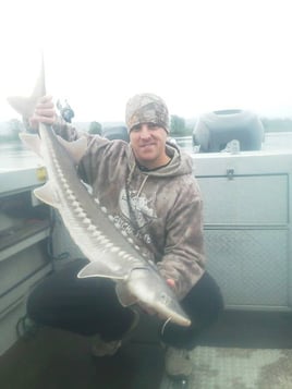 Sturgeon (catch and release)