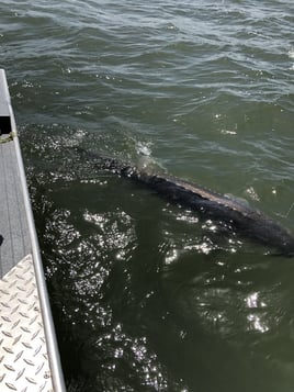 Columbia River Sturgeon Catch & Release