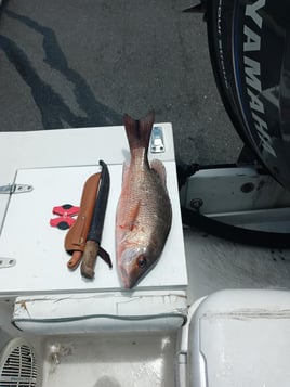 Port Canaveral Bottom Fishing Trip