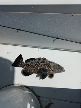 Port Canaveral Bottom Fishing Trip