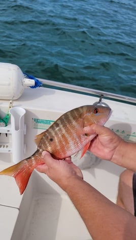 Port Canaveral Bottom Fishing Trip