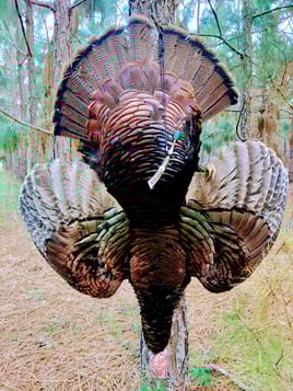 Turkey Hunting in Darien, Georgia