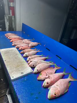 Half day fishing charter