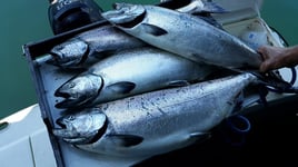 Puget Sound Salmon Trip