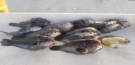 Jacksonville nearshore/ Offshore