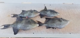 Jacksonville nearshore/ Offshore