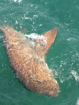 Marathon Reef-Wreck and Gulf