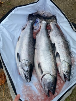 Salmon/Steelhead Float