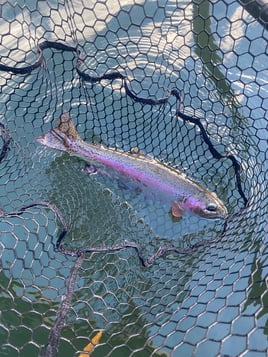 Salmon/Steelhead Float