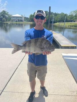 Sheepshead Chasing 3 Hour