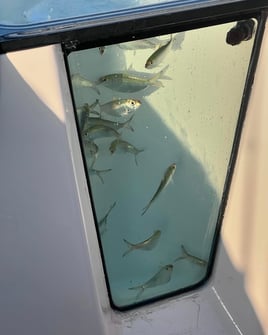 Half Day offshore fishing