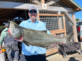 Fall & Spring Chinook Salmon