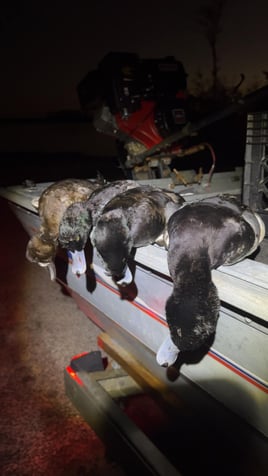 Half day duck hunt
