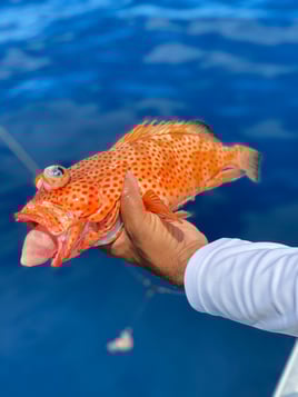 4 hours 38ft Reel Dreams