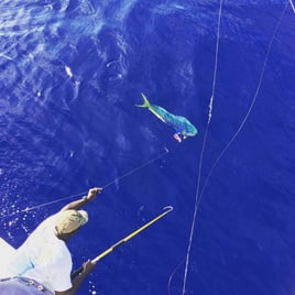 4 hours 38ft Reel Dreams