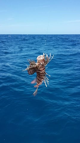 38ft Fish, Snorkel, Beach