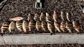 Extreme Bowfishing in Port O' Connor Texas