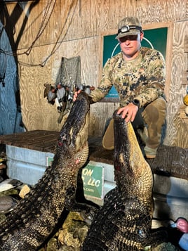 Apalachicola Gator Hunts