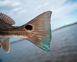 Premier Florida Fly Fishing