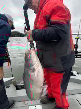 Guided Catfish Trips