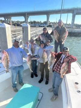 Red Grouper Fishing in Belleair, Florida