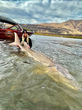 Over-Size White Sturgeon