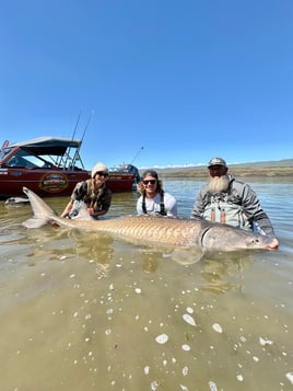 Over-Size White Sturgeon
