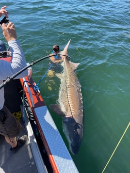 Over-Size White Sturgeon