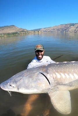 Over-Size White Sturgeon