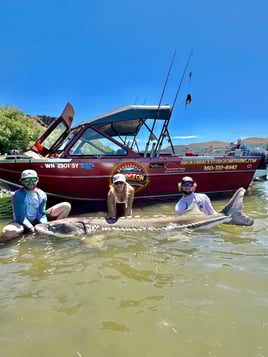 Over-Size White Sturgeon