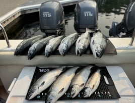 6 Hour Trip – Salmon/Crab Combo