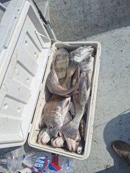 Black Drum Fishing in Corpus Christi, Texas