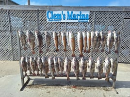 Black Drum, Redfish Fishing in Corpus Christi, Texas