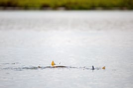 Fly fish for Redfish