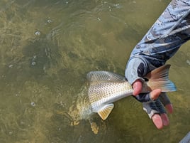 Fly fish for Redfish