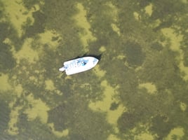 Fly fish for Redfish