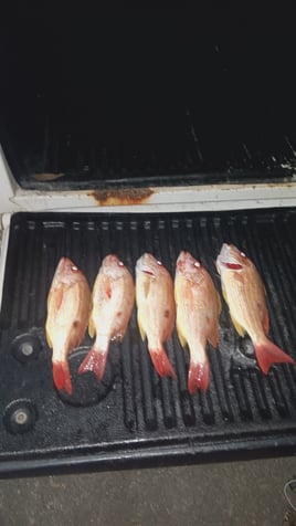 Half Day Trip – Nearshore