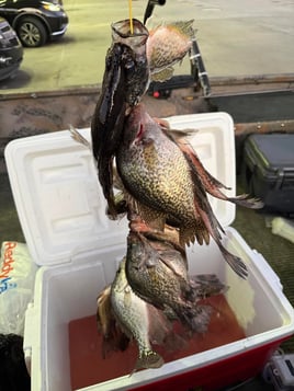 Crappie Fishing Trips