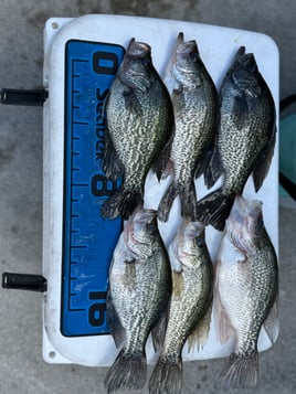 Crappie Fishing Trips