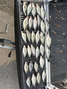 Crappie Fishing Trips