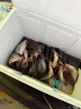 Crappie Fishing Trips
