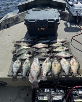 Crappie Fishing Trips