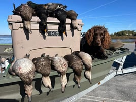 Crystal River Duck Hunts